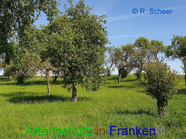 © Artenschutz in Franken® R.Scheer Bild zum Eintrag (1007616-160)