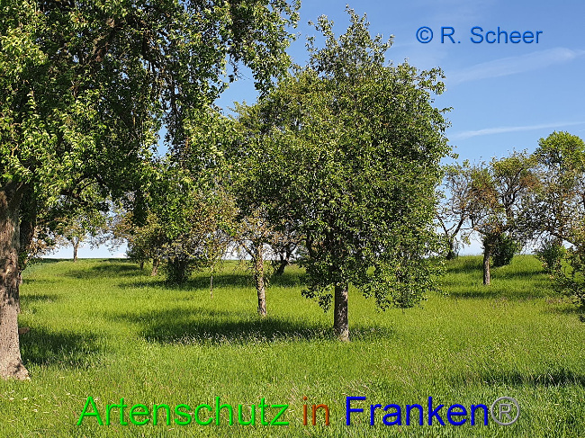 © Artenschutz in Franken® R.Scheer Bild zum Eintrag (1007617-160)