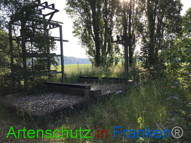 © Artenschutz in Franken® Horn Bild zum Eintrag (1007651-160)