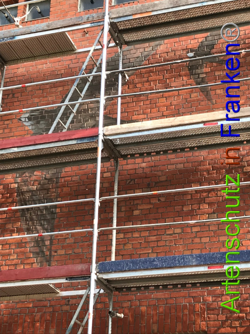 © Artenschutz in Franken® Bild zum Eintrag (1007764-160)