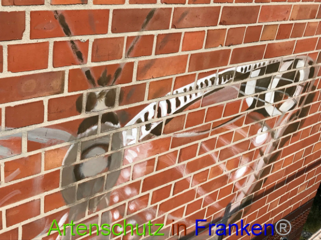 © Artenschutz in Franken® Bild zum Eintrag (1007768-160)