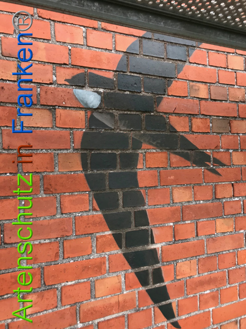 © Artenschutz in Franken® Bild zum Eintrag (1007825-160)