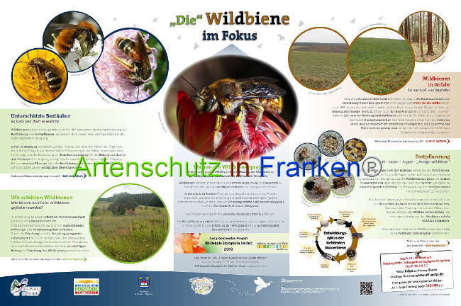 © Artenschutz in Franken® Bild zum Eintrag (1007859-160)