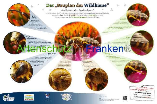 © Artenschutz in Franken® Bild zum Eintrag (1007863-160)