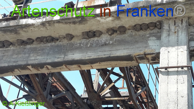 © Artenschutz in Franken® A.Kießlinger Bild zum Eintrag (1007871-160)