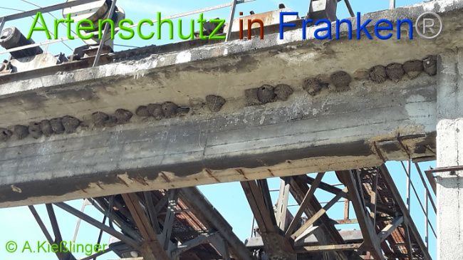 © Artenschutz in Franken® - A.Kießlinger Bild zum Eintrag (1007881-160)