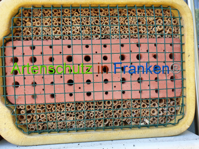 © Artenschutz in Franken® Bild zum Eintrag (1007911-160)