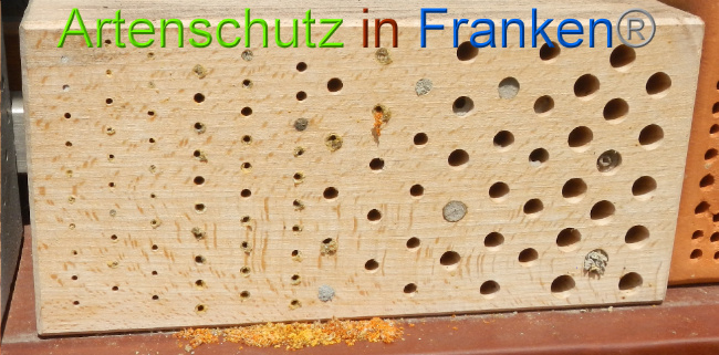 © Artenschutz in Franken® Bild zum Eintrag (1007919-160)