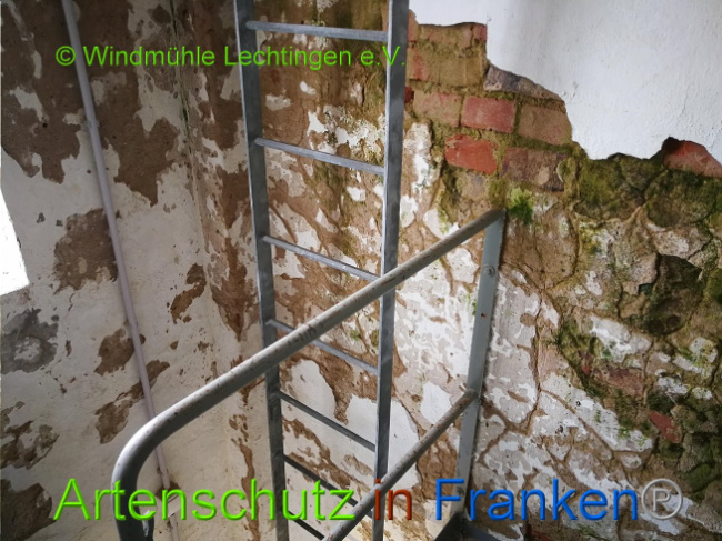© Artenschutz in Franken® Bild zum Eintrag (1007957-160)