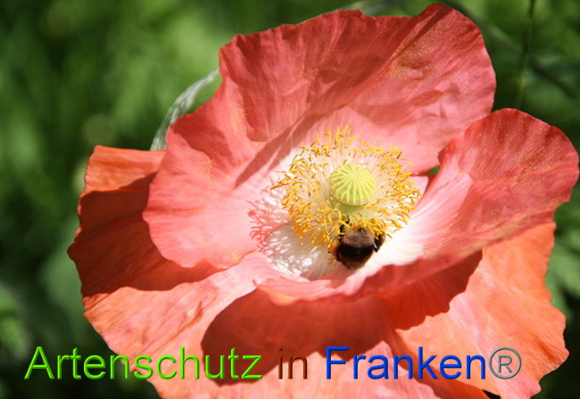 © Artenschutz in Franken® Bild zum Eintrag (1008207-160)