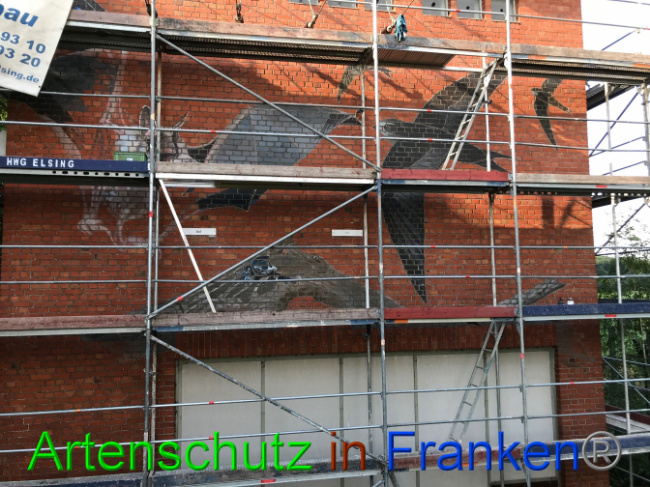 © Artenschutz in Franken® Bild zum Eintrag (1008284-160)