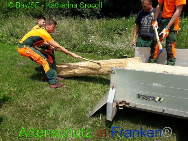 © Artenschutz in Franken® baySF K. Crocoll Bild zum Eintrag (1008649-160)