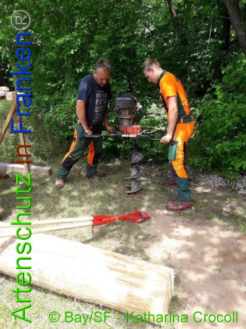 © Artenschutz in Franken® BaySF K. Crocoll Bild zum Eintrag (1008651-160)