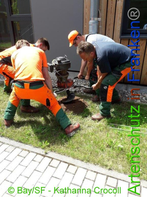 © Artenschutz in Franken® BaySF K. Crocoll Bild zum Eintrag (1008652-160)