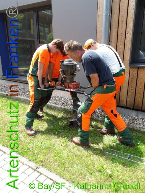 © Artenschutz in Franken® BaySF K. Crocoll Bild zum Eintrag (1008653-160)
