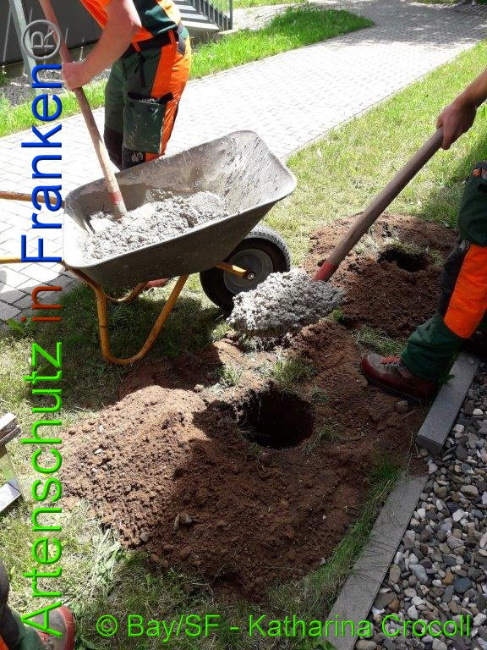 © Artenschutz in Franken® BaySF K. Crocoll Bild zum Eintrag (1008657-160)