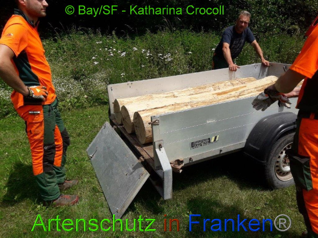 © Artenschutz in Franken® BaySF K. Crocoll Bild zum Eintrag (1008660-160)