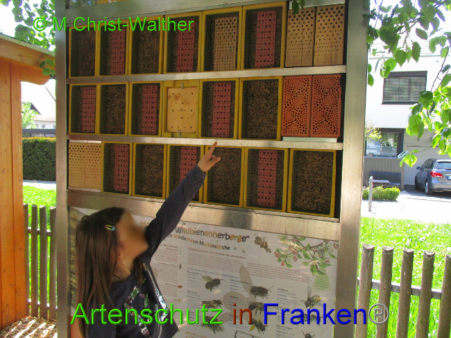 © Artenschutz in Franken® Christ - Walter Bild zum Eintrag (1008678-160)
