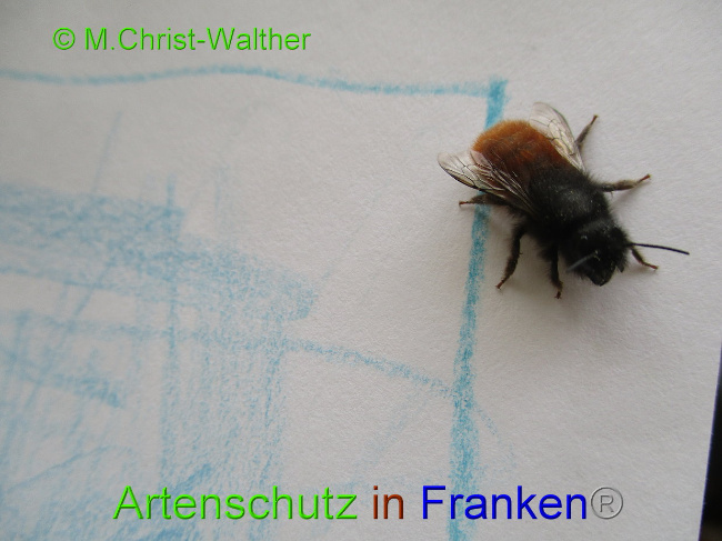 © Artenschutz in Franken® Christ - Walter Bild zum Eintrag (1008681-160)