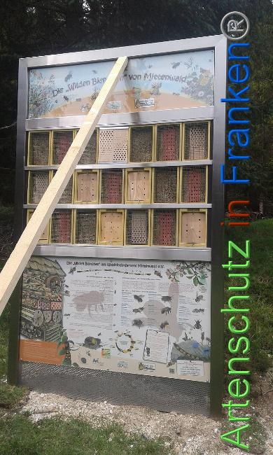 © Artenschutz in Franken® Bild zum Eintrag (1008798-160)