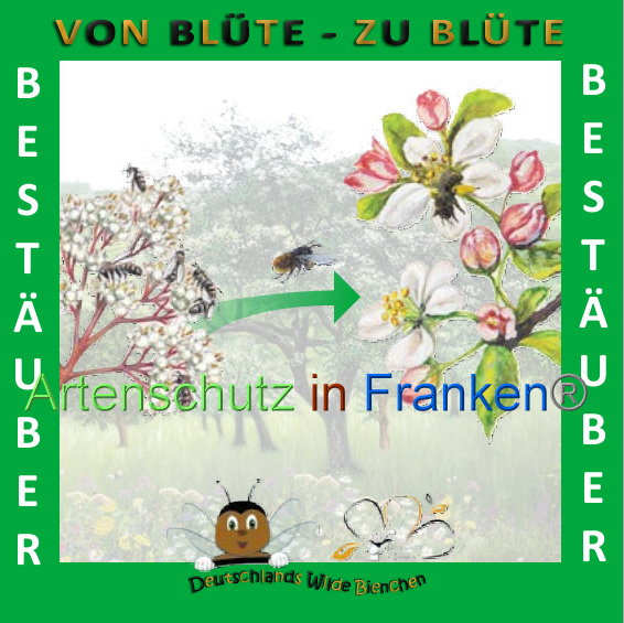 © Artenschutz in Franken® Bild zum Eintrag (1008905-160)