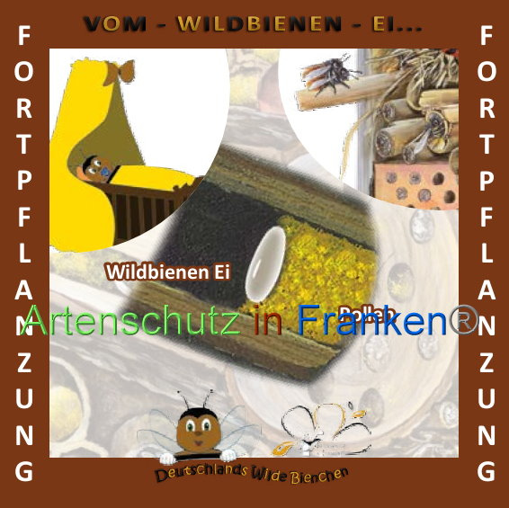 © Artenschutz in Franken® Bild zum Eintrag (1008910-160)