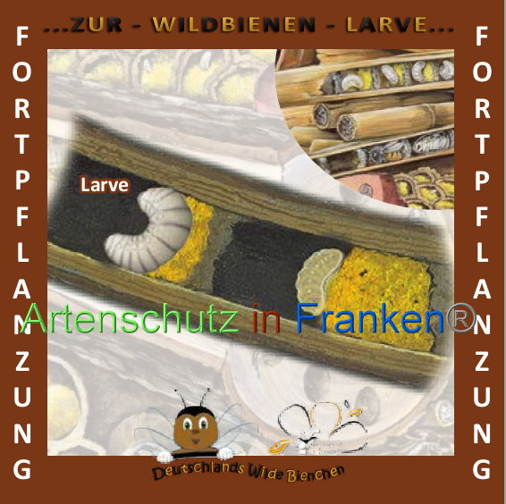 © Artenschutz in Franken® Bild zum Eintrag (1008912-160)