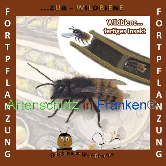 © Artenschutz in Franken® Bild zum Eintrag (1008914-160)
