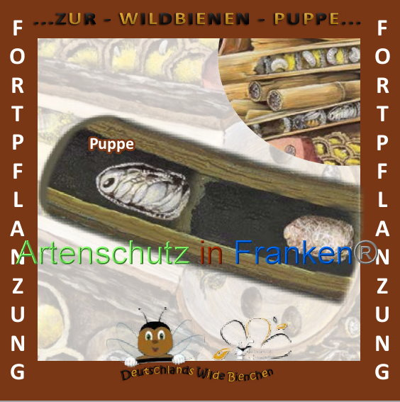 © Artenschutz in Franken® Bild zum Eintrag (1008916-160)