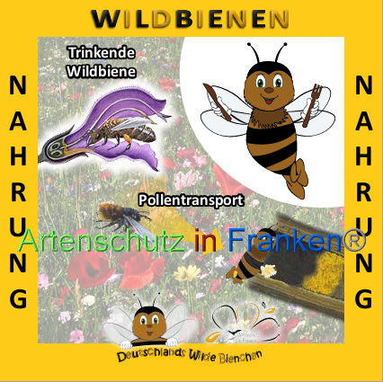 © Artenschutz in Franken® Bild zum Eintrag (1008918-160)