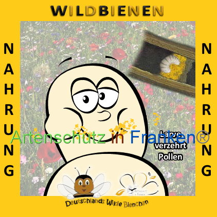 © Artenschutz in Franken® Bild zum Eintrag (1008920-160)