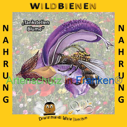 © Artenschutz in Franken® Bild zum Eintrag (1008923-160)