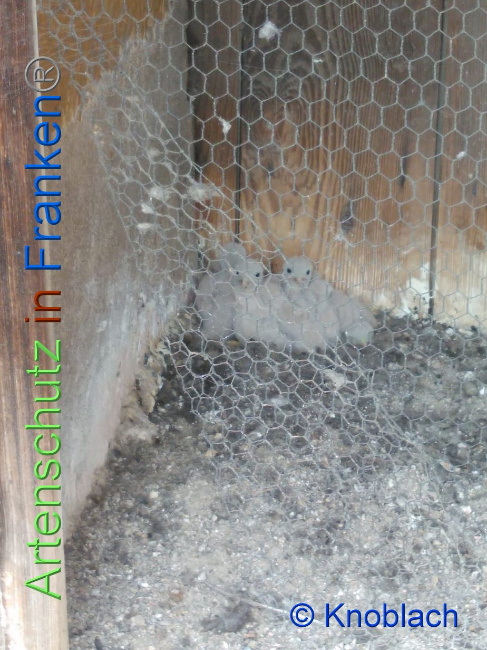 © Artenschutz in Franken® Knoblach Bild zum Eintrag (1008981-160)