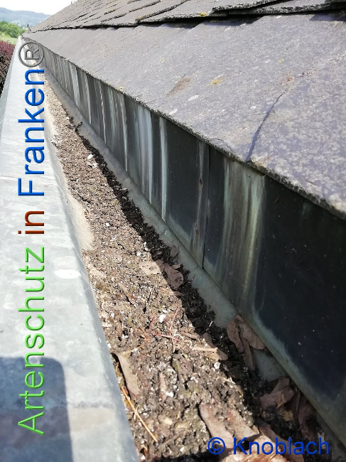 © Artenschutz in Franken® Knoblach Bild zum Eintrag (1008982-160)