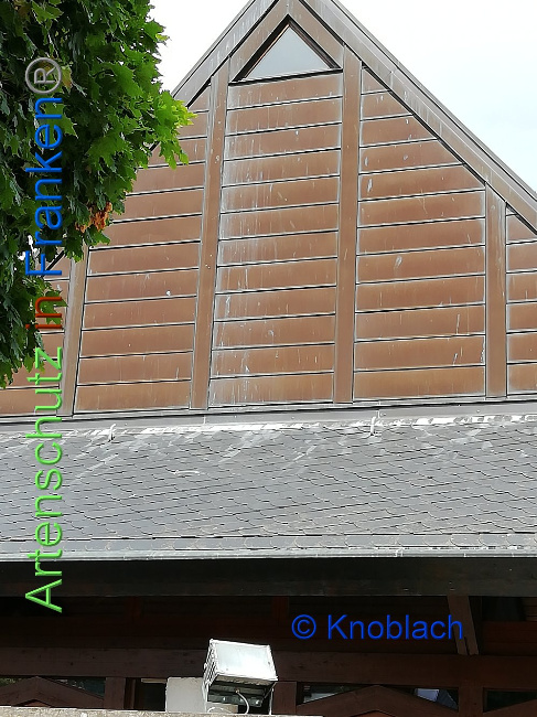 © Artenschutz in Franken® Knoblach Bild zum Eintrag (1008984-160)