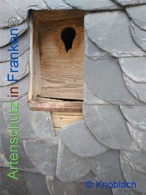 © Artenschutz in Franken® Bild zum Eintrag (1008990-160)