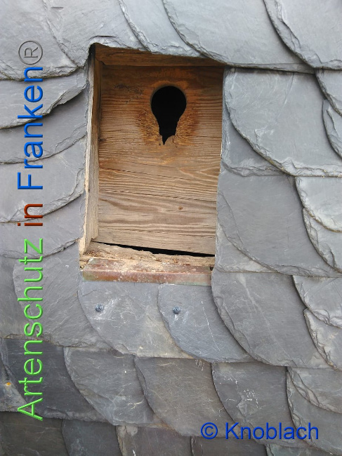© Artenschutz in Franken® Bild zum Eintrag (1008991-160)