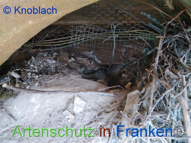 © Artenschutz in Franken® Knoblach Bild zum Eintrag (1008998-160)