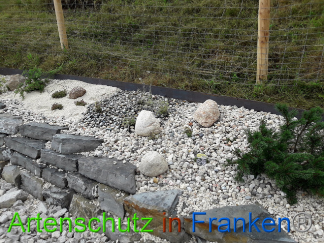 © Artenschutz in Franken® Bild zum Eintrag (1009188-160)