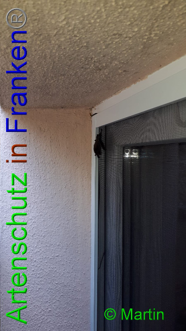 © Artenschutz in Franken® Martin Bild zum Eintrag (1009267-160)