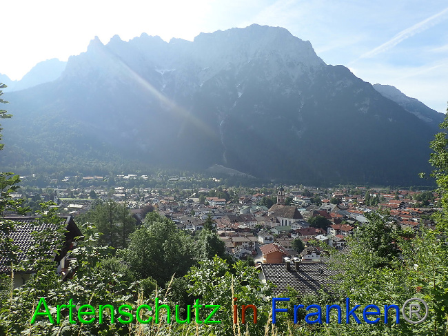 © Artenschutz in Franken® Bild zum Eintrag (1009331-160)