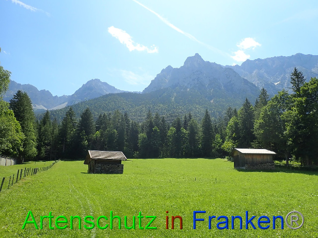 © Artenschutz in Franken® Bild zum Eintrag (1009337-160)