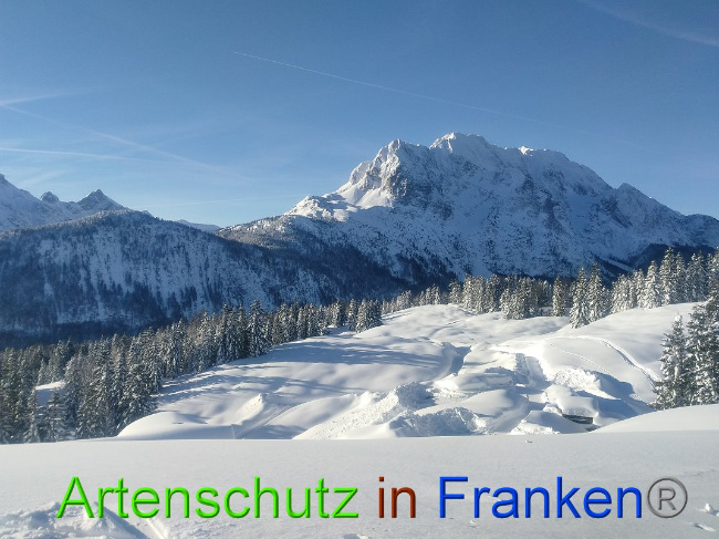 © Artenschutz in Franken® Bild zum Eintrag (1009345-160)