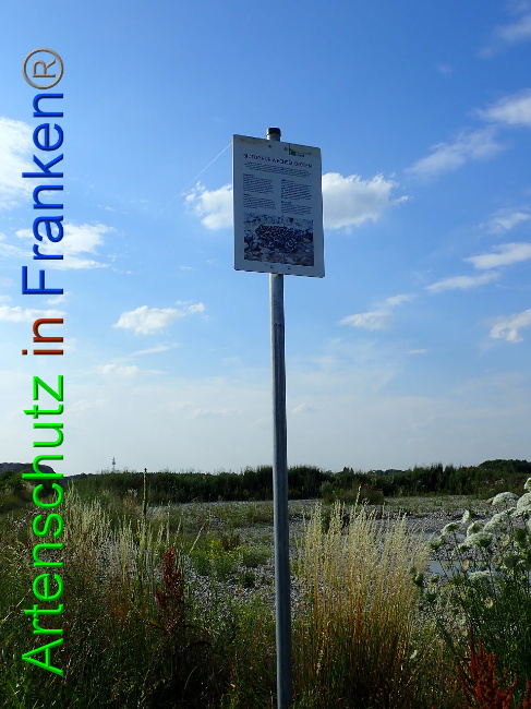 © Artenschutz in Franken® Bild zum Eintrag (1009361-160)