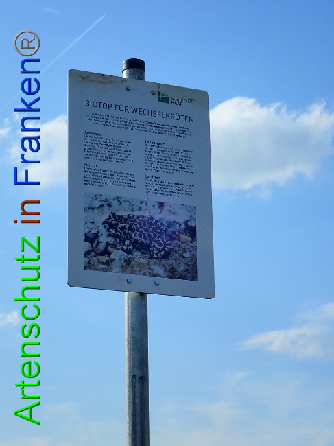© Artenschutz in Franken® Bild zum Eintrag (1009363-160)