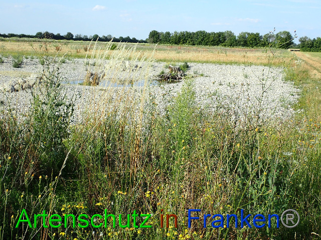 © Artenschutz in Franken® Bild zum Eintrag (1009371-160)