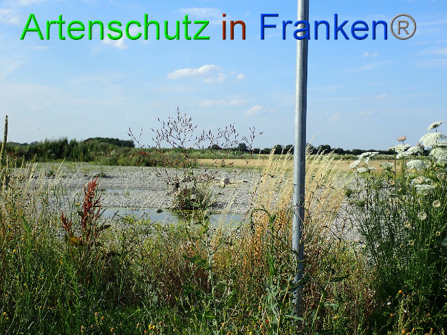 © Artenschutz in Franken® Bild zum Eintrag (1009372-160)