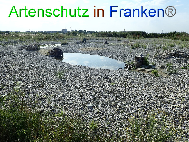 © Artenschutz in Franken® Bild zum Eintrag (1009373-160)