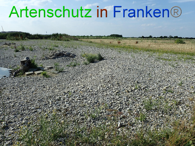 © Artenschutz in Franken® Bild zum Eintrag (1009375-160)