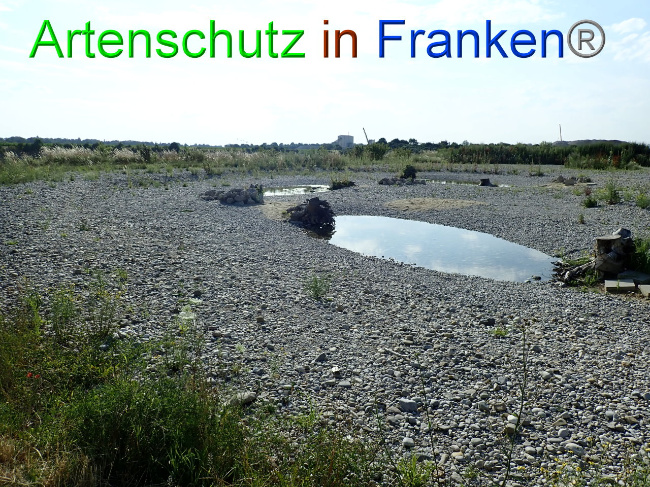 © Artenschutz in Franken® Bild zum Eintrag (1009376-160)